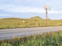 two cows grazing in the country side in a field by a dirt road and windmill