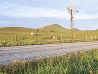 two cows grazing in the country side in a field by a dirt road and windmill