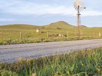 two cows grazing in the country side in a field by a dirt road and windmill