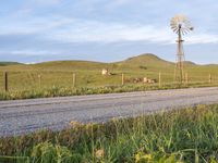 two cows grazing in the country side in a field by a dirt road and windmill