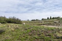 two goats are grazing in a open grassy field, surrounded by a mountain range with pine trees