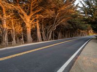 a paved road with trees lining both sides of it and yellow lines on the middle and sides of it