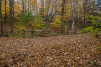 two people walking past a wooden fence along side a wooded trail with yellow and brown leaves