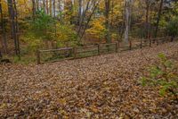 two people walking past a wooden fence along side a wooded trail with yellow and brown leaves