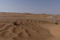 a lone tree in the middle of the desert against the background of large sand dunes with dirt