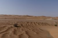 a lone tree in the middle of the desert against the background of large sand dunes with dirt