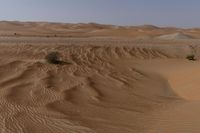 a lone tree in the middle of the desert against the background of large sand dunes with dirt