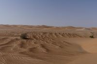 a lone tree in the middle of the desert against the background of large sand dunes with dirt