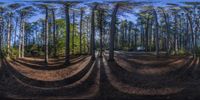 a photograph taken in the lens of an outside area of trees that have been turned into a spiral formation