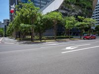 a large tree that is near a car on the road and buildings in the background