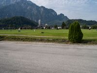 a green tree in front of mountains on a street with other vehicles in the background