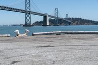 a dog is lying down in front of the water under a bridge and there is a dog on a concrete ledge overlooking the bay