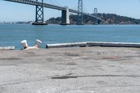 a dog is lying down in front of the water under a bridge and there is a dog on a concrete ledge overlooking the bay