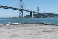 a dog is lying down in front of the water under a bridge and there is a dog on a concrete ledge overlooking the bay