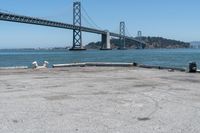 a dog is lying down in front of the water under a bridge and there is a dog on a concrete ledge overlooking the bay