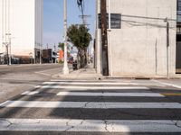 Urban Concrete Jungle: Los Angeles Streets