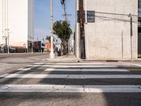 Urban Concrete Jungle: Los Angeles Streets