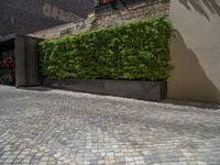 a green shrub near a gray building and a brick walkway with a bicycle rack in it