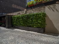 a green shrub near a gray building and a brick walkway with a bicycle rack in it