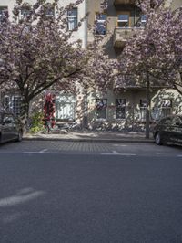 cars parked by the side of an empty street with flowering trees and buildings in the background