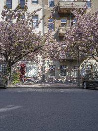 cars parked by the side of an empty street with flowering trees and buildings in the background