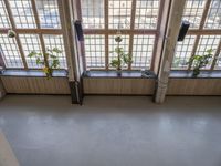 this picture depicts an empty school classroom with large windows and yellow plants in pots on the desk