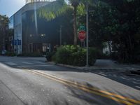 street and trees with a stop sign on one side and palm trees and bushes on the other