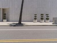 a woman walking across a street past tall plants and trees on either side of the road