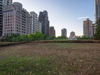 a patch of grass next to tall buildings and plants in the foreground and trees on either side of the building