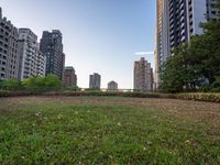 a patch of grass next to tall buildings and plants in the foreground and trees on either side of the building