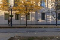 Urban Design in Toronto: Vibrant Yellow Leaves on Asphalt Road