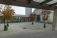 the trees are beside each other and outside of an office building, with glass doors on the windows