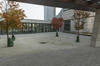 the trees are beside each other and outside of an office building, with glass doors on the windows