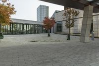 the trees are beside each other and outside of an office building, with glass doors on the windows