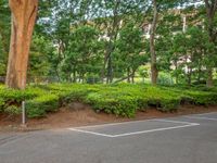 the park has trees on both sides and a fence with no grass on it, along side a road in a wooded area