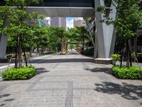 a sidewalk with trees, bushes and buildings in the background on a sunny day in the city