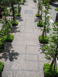 a sidewalk with lots of trees along side of it as well as buildings and plants