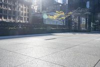 there are plants that are growing on the concrete near the city building walls, and one planter has yellow flowers, and it appears to be bright in the distance