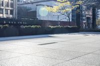 there are plants that are growing on the concrete near the city building walls, and one planter has yellow flowers, and it appears to be bright in the distance