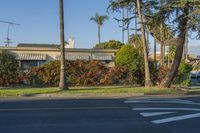 Urban Living in Los Angeles: Tree-Lined Streets 001