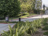 a green plant is on the sidewalk beside a stoplight and trees with other greenery