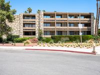 Urban Oasis: Palm Trees in Sonora Desert 001