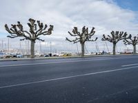 a bunch of trees on the side of a street next to a parking lot and some boats