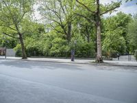 an empty street with a tall tree in the background and trees in the foreground