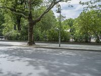 an empty street with a tall tree in the background and trees in the foreground