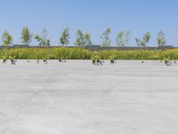 several skateboarders riding on concrete pavement in an empty parking lot with trees and flowers