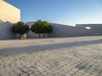 a walkway with three tree's on it between two smaller buildings on a sunny day