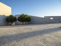 a walkway with three tree's on it between two smaller buildings on a sunny day