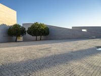 a walkway with three tree's on it between two smaller buildings on a sunny day