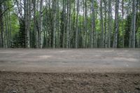 the ground is littered with dirt and trees, surrounded by pine - lined woods with a single tree